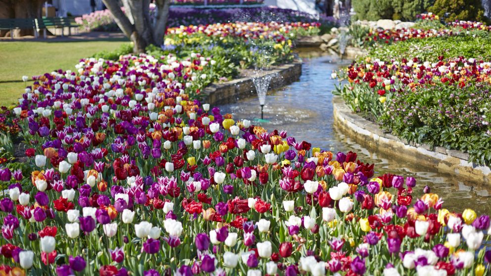 tulip-time-festival-buy-tickets-travel-information-visit-nsw